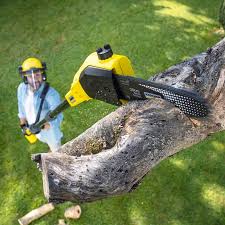 Best Arborist Consultation Services  in Lake Mathews, CA